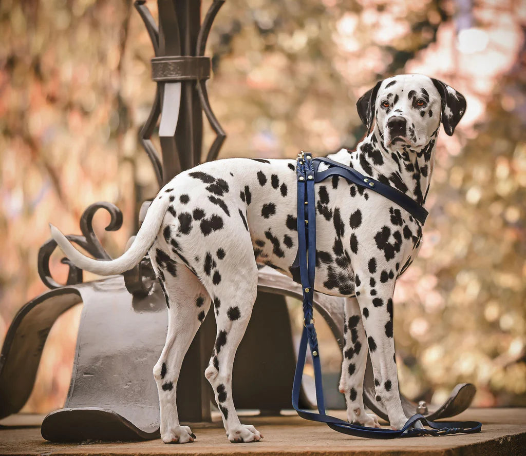 Butter Leder Hundegeschirr - Navy Blau – Detailansicht 5