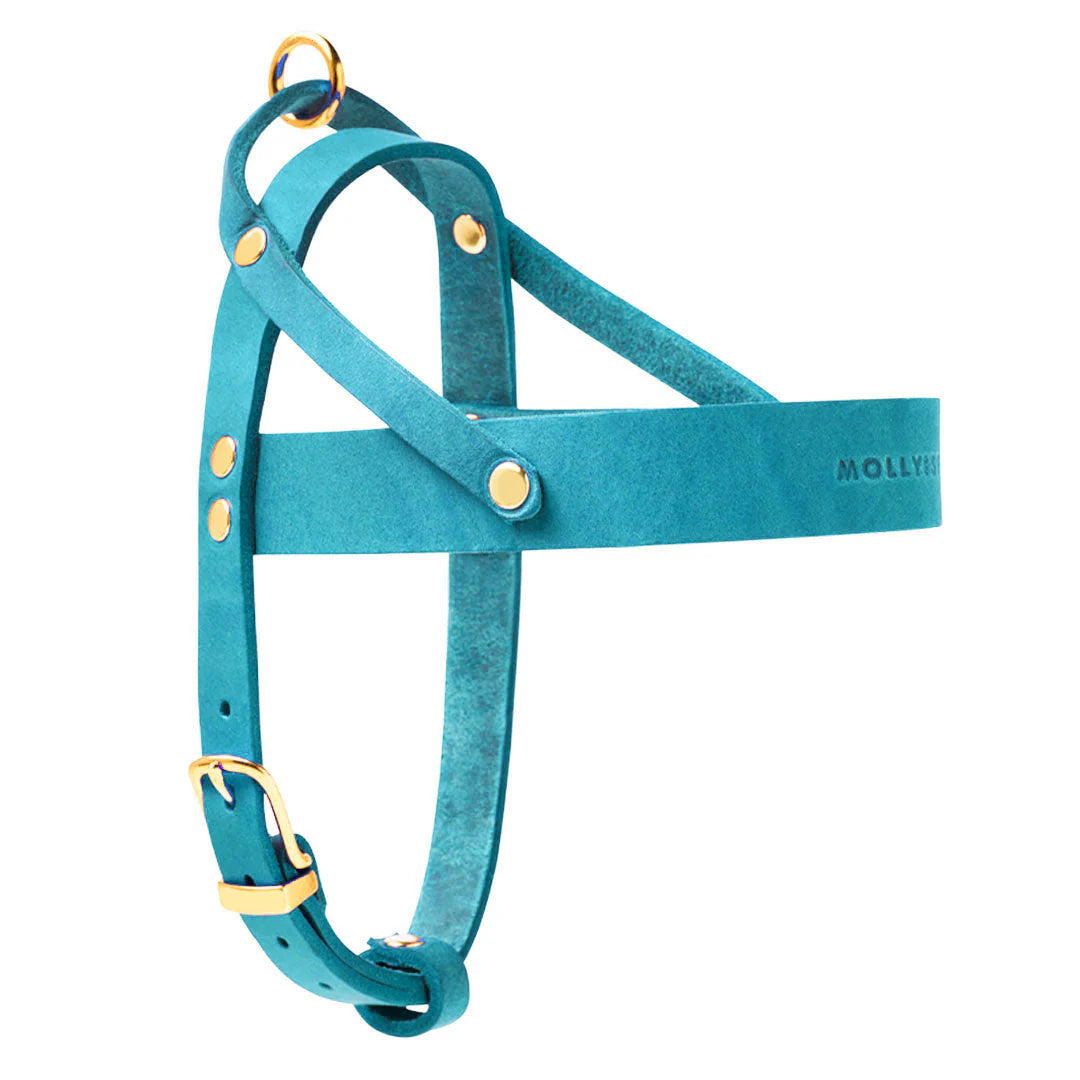 Butter Leder Hundegeschirr - Fiji Blau – LunaDogs Schweiz