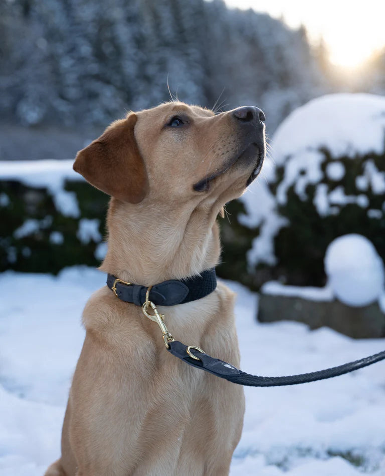 Serrana Hundehalsband - Mitternacht – Detailansicht 3