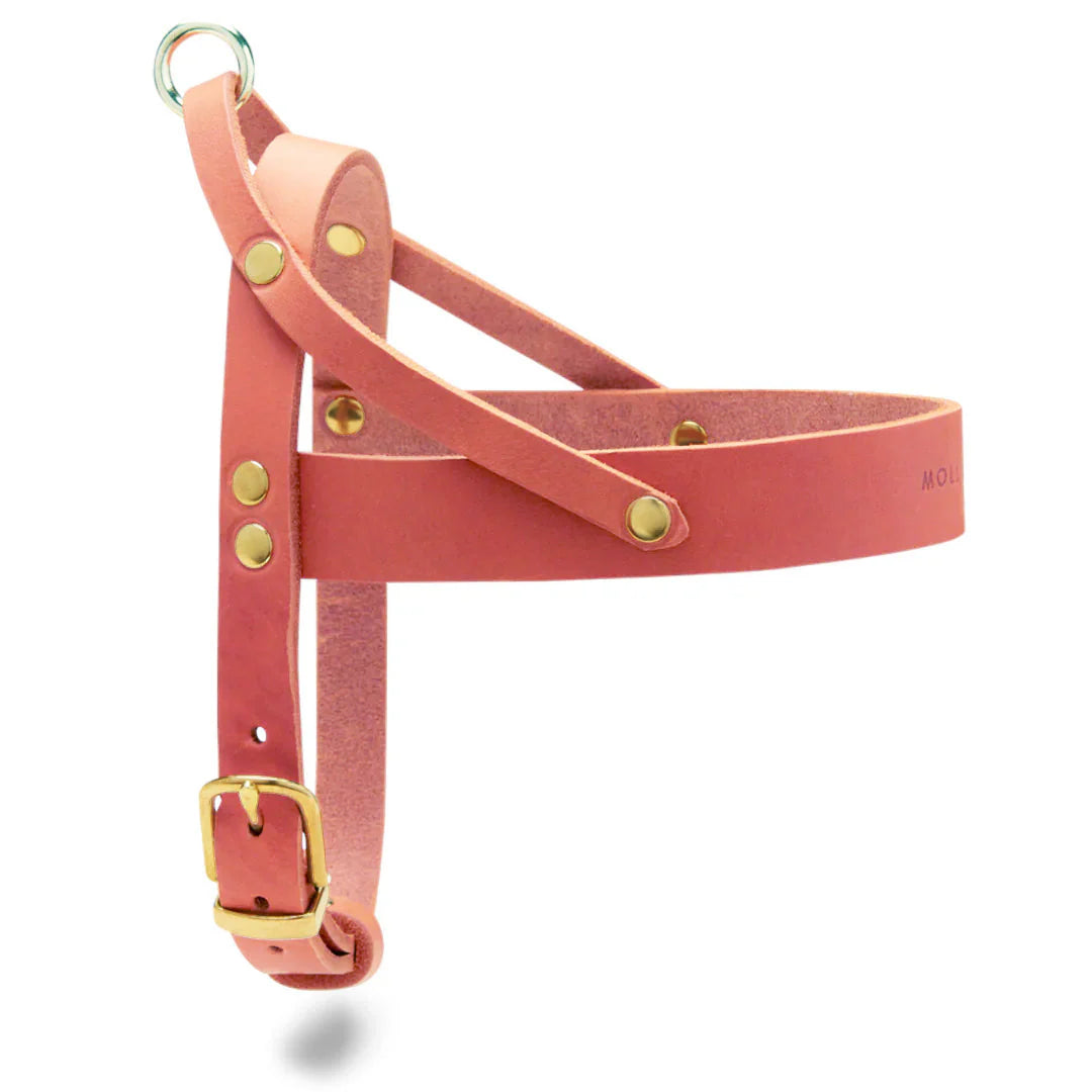 Butter Leather Dog Harness - Coral Pink – LunaDogs Schweiz