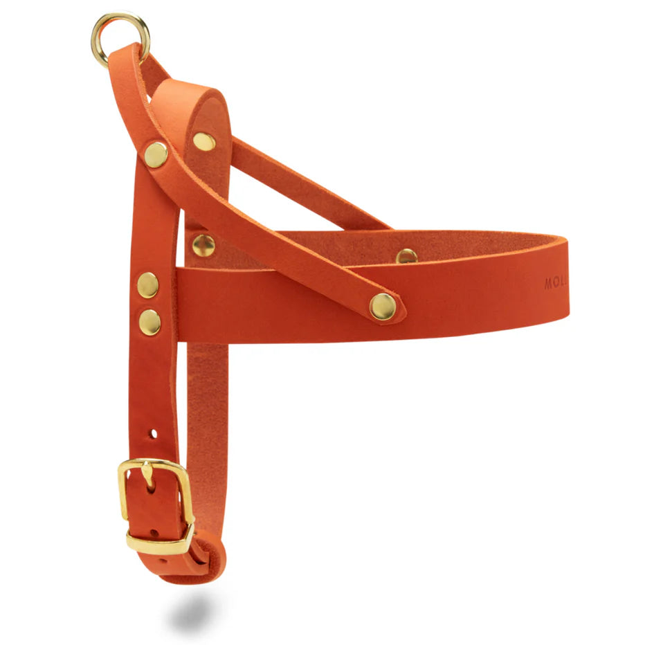 Butter Leder Hundegeschirr - Mango – Detailansicht 2
