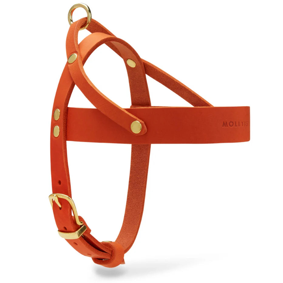 Butter Leder Hundegeschirr - Mango – LunaDogs Schweiz