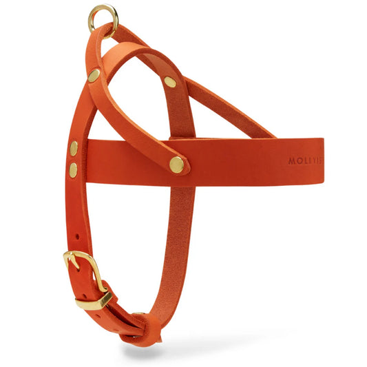 Butter Leder Hundegeschirr - Mango – LunaDogs Schweiz