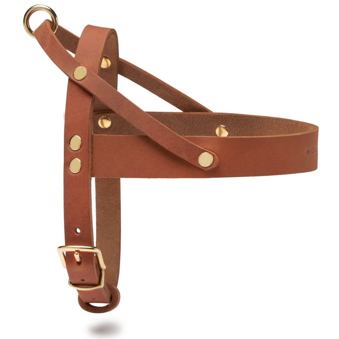 Butter Leder Hundegeschirr - Sahara Cognac – LunaDogs Schweiz