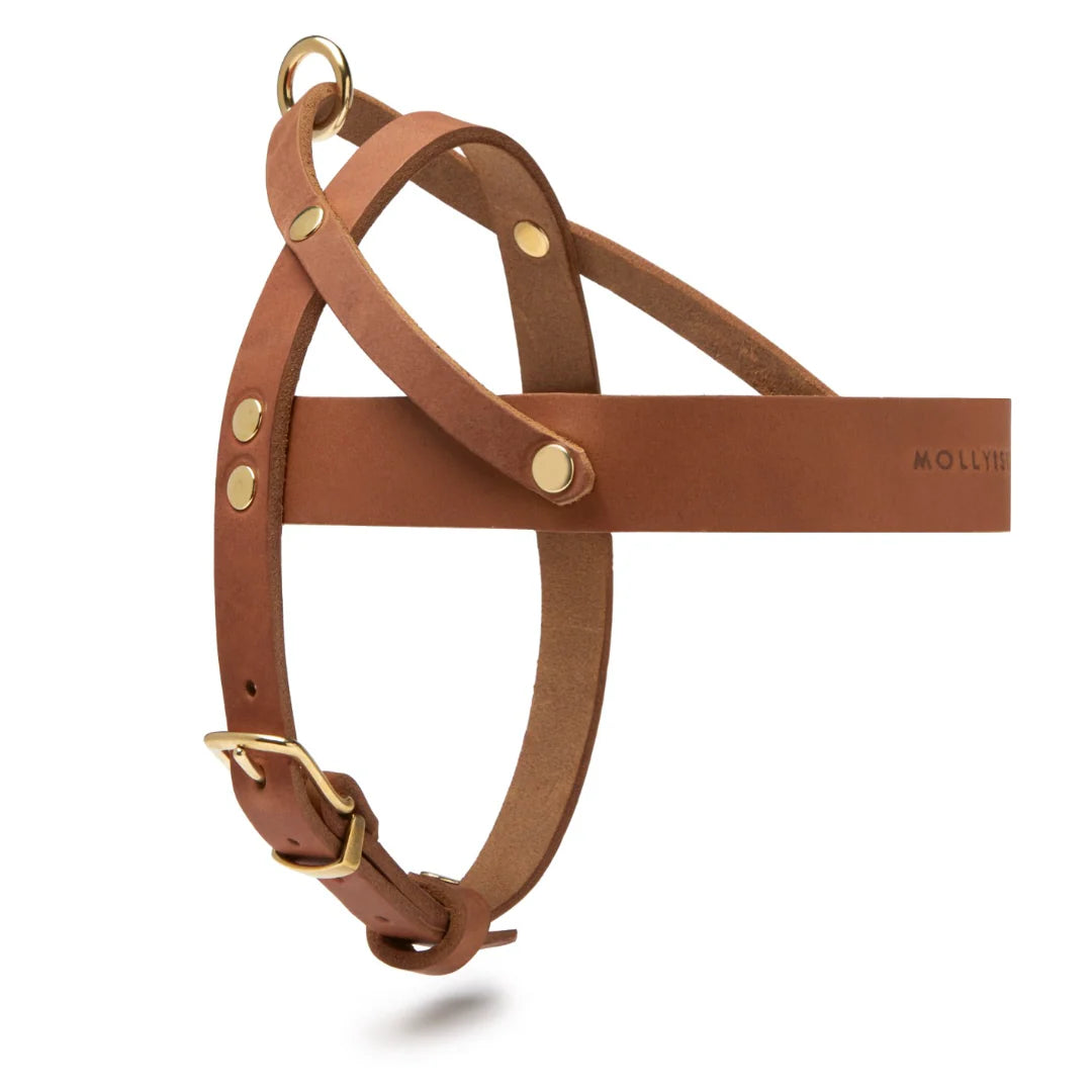 Butter Leder Hundegeschirr - Sahara Cognac – Detailansicht 2