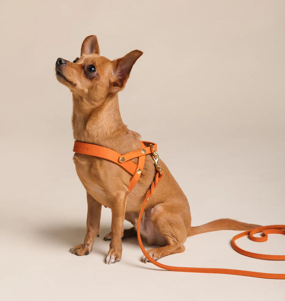 Butter Leder Hundegeschirr - Mango – Detailansicht 3