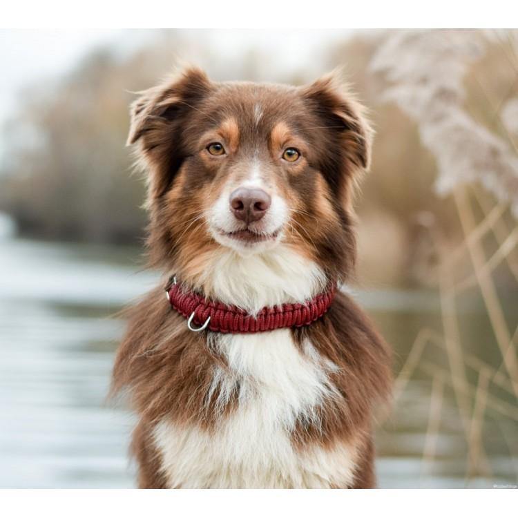 Touch of Leather Hundehalsband - Rotwein – Detailansicht 4
